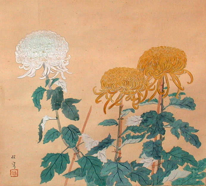 crysanthemum_japanese 001 (216K)