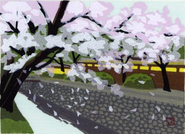 Ido_Masao_cherry_blossoms (257K)